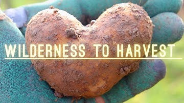 Homestead Harvest | Cabin Build | Insulation | Food Security