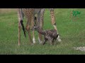 Baby Giraffe Tries to Stand and...