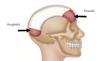 How To Find Trigger Points - Occipitalis (for Tension Headache)