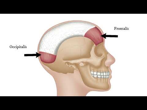 How To Find Trigger Points - Occipitalis (for Tension Headache)