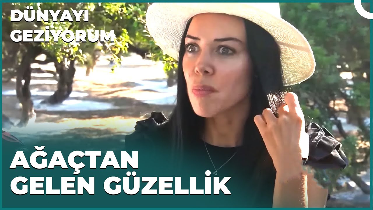 Dünyada İki Yerde Yetişen Damla Sakızı Ağacı | Dünyayı Geziyorum