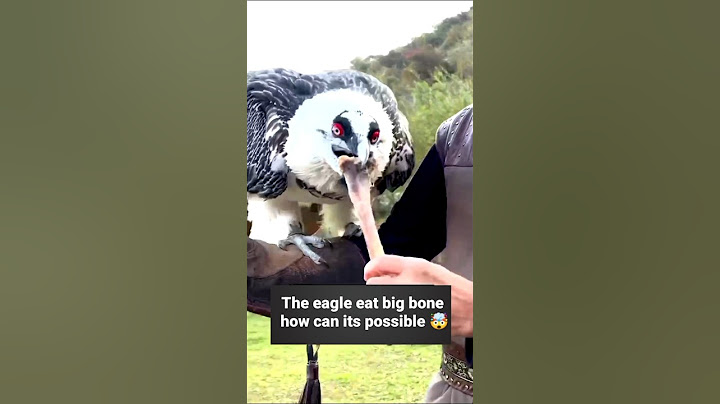 🦅 Eagle eat a big bone 🦴 #eagle #viralvideo #animals