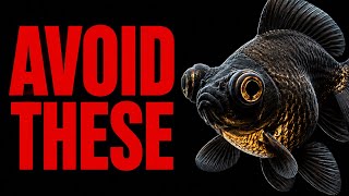 5 Goldfish Breeds You Should Never Buy