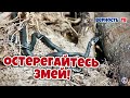 Остерегайтесь змей!