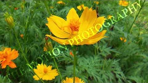 High-Quality AI  & ML Datasets for Computer Vision  Video Training #datasets #ai #ml #MLlearning #AI