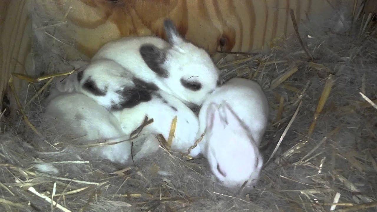 Hotot Baby bunnies @ 2 weeks old - YouTube