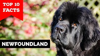 Newfoundland  Top 10 Facts