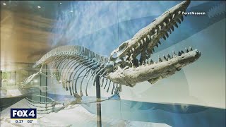 30foot prehistoric marine lizard unearthed in North Texas
