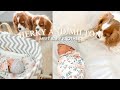 HERKY AND MILTON MEET THEIR BABY BROTHER // Dogs Meet Baby