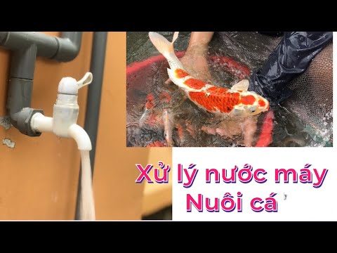 Video: Cách Chuẩn Bị Nước Hồ Cá