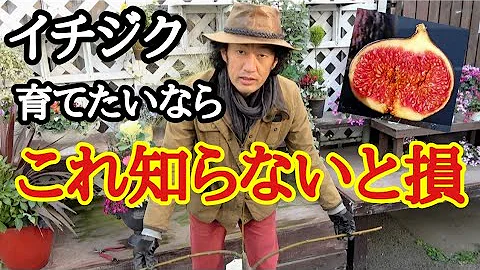 ハシバミの実はこ Mp3