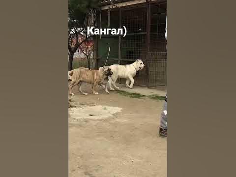 Турецкий кангал - YouTube