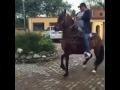 Cavalo De Passo Fino KALIFA Criador Villa Estefany
