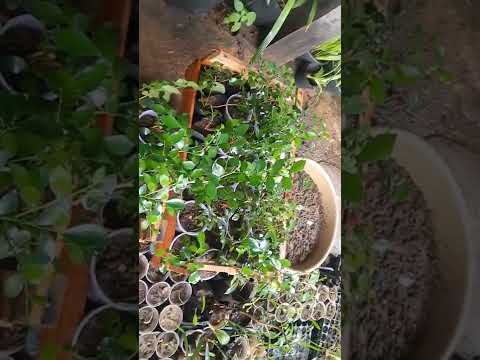 Vídeo: Murraya Orange Jasmine - Cultivando plantas de jasmim laranja no jardim