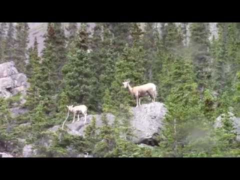 Video: 10 Foto Che Ti Faranno Venire Voglia Di Visitare Banff E Jasper National Park Durante L'inverno - Matador Network