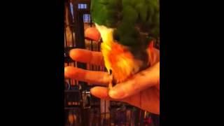 Caique parrot:Rough petting