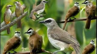 suara pikat dan masteran untuk burung trucukan
