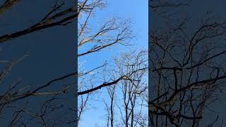 Чистое Голубое Небо и Ветви Дуба без Листьев - Лес и Природа Зимой Blue Sky & Winter Forest 4k