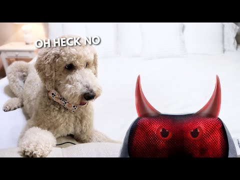 Dog vs Back Massager!