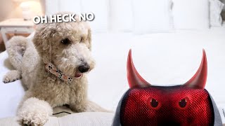 Dog vs Back Massager!