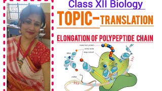 Elongation of polypeptide chain /Translation/ Molecular basis of inheritance/XII biology ,L-5/NCERT