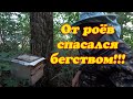 ПОЕХАЛ ЗА ЧЕТЫРЬМЯ РОЯМИ ПОЙМАНЫХ В ЛОВУШКУ, ПРИВЁЗ И ПОКУСАЛИ.