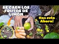 APLICA esto si se CAE el FRUTO de tu PLANTA de LIMÓN 🍋- Pegara TODO el FRUTO