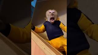 Monkey play /Домашняя обезьянка играет дома