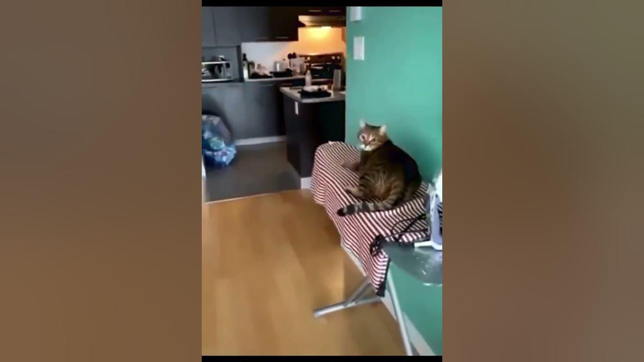 Cats Bite You YouTube cats-bite-you-youtube