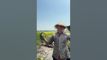 Bắt cá lóc mùa nước cạn ngoài ruộng