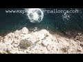 cliff jumping with Experience Mallorca