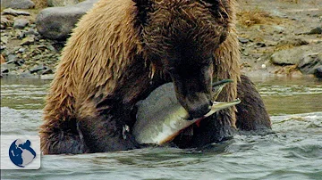 ¿Pueden los osos comer pescado?