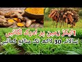 Ginger farming      adrak ki kasht  pakistan  business khulasa 