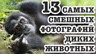 13 Самых Смешных Фотографий Диких Животных 13 Самых Смешных Фотографий Диких Животных