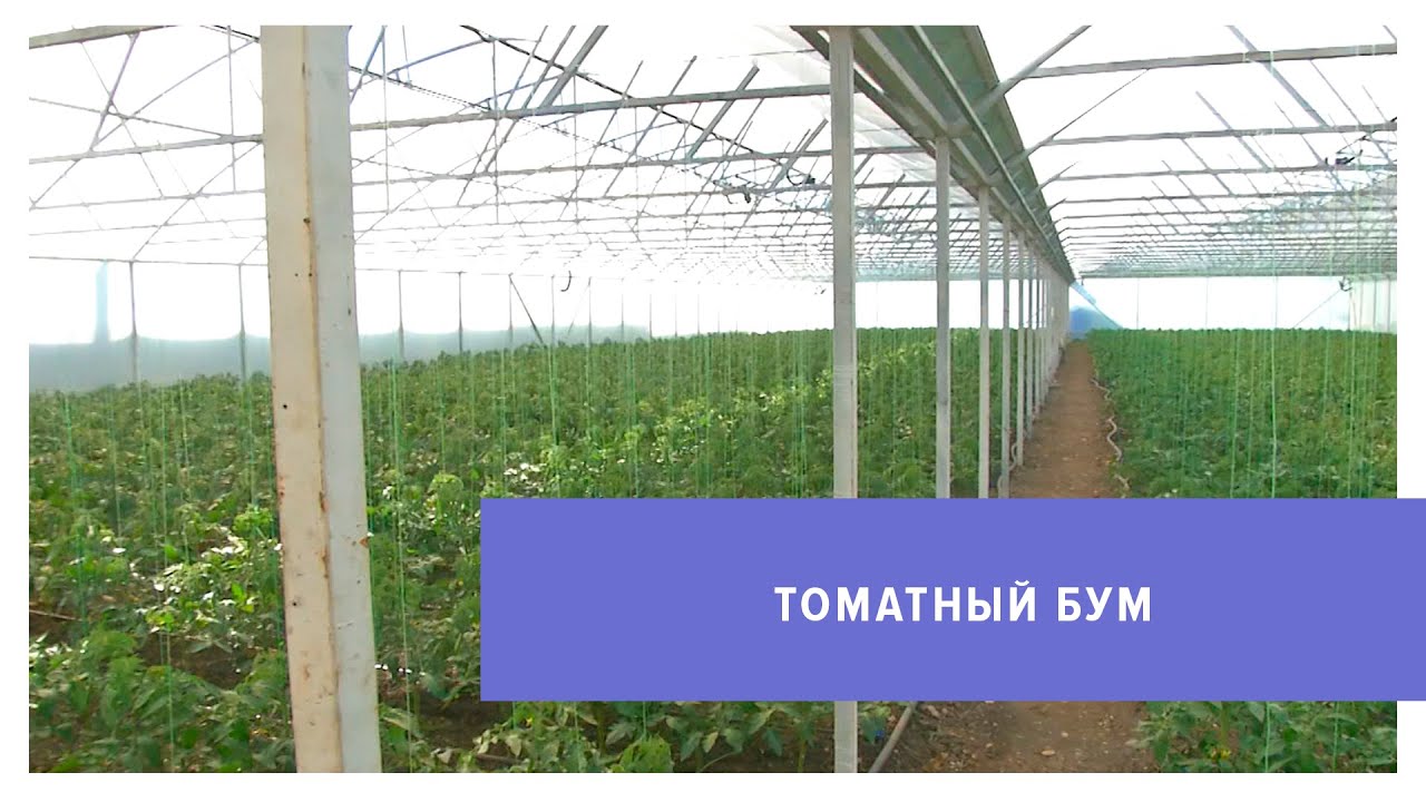 Грант на теплицу