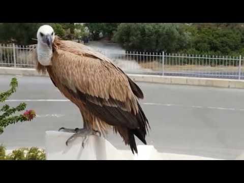 Βίντεο: Ποιος τρώει έναν γύπα;