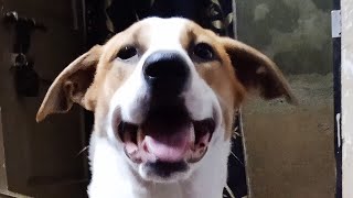 Funny Dog scared of coconut || Funny street dog || Chiku | dog fight #doglovers #funny