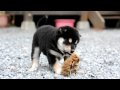 柴犬子犬黒柴雄453.8.3.9.4 柴犬.net