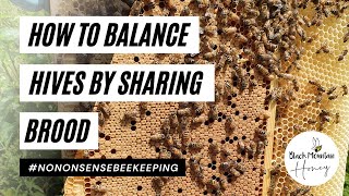 How To Expand Bee Hives - How to Balance Hives - Sharing Beehive Resources #BEES