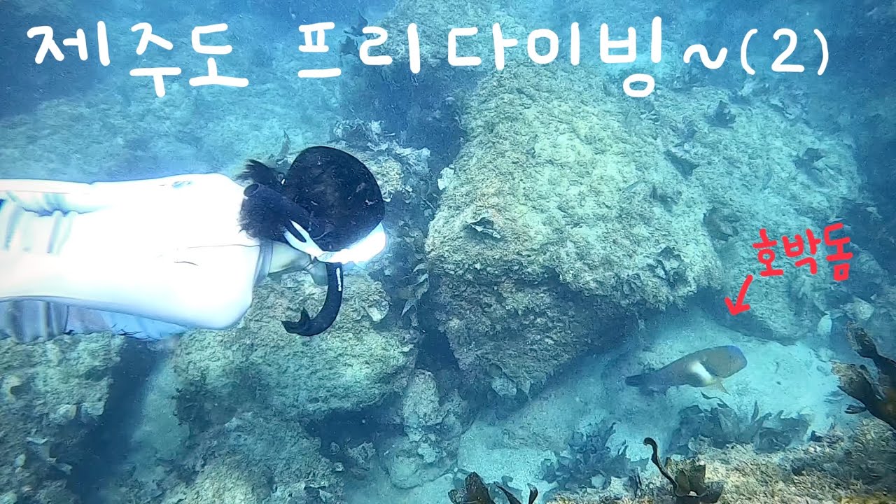 제주도 스노클링과 프리다이빙 역대급 포인트에 다녀왔어요. 접근성, 수심, 시야 모두 좋은 곳!