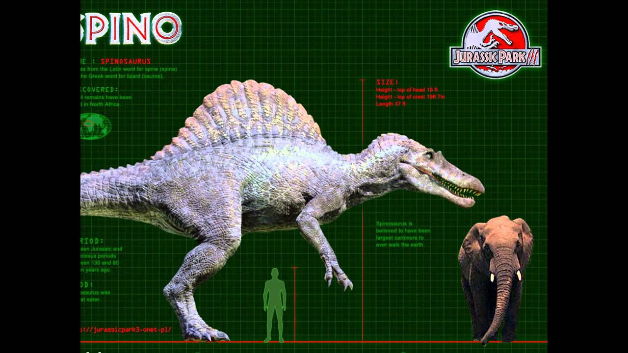 Сравнение динозавров. Спинозавр рост и вес. Спинозавр парк Юрского периода 3 Размеры. Спинозавр Jurassic Park 3 Размеры. Спинозавр и Тирекс.
