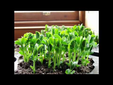 Time-lapse of peas growing 