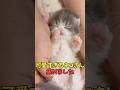 絶対なんか好きな猫映像#猫 #猫のいる暮らし #猫動画 #ねこ #可愛い #かわいい #可愛すぎる #2ch #癒し #ペット #動物 #2ch #shorts