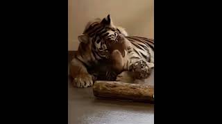 Watch Tigercub Mother video