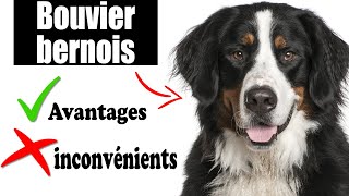 Le Bouvier Bernois Avantages et Inconvénients | Bouvier Bernois Le mal Et Le Bien De La Race