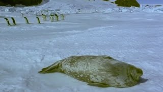 Springtime for the Weddell Seals