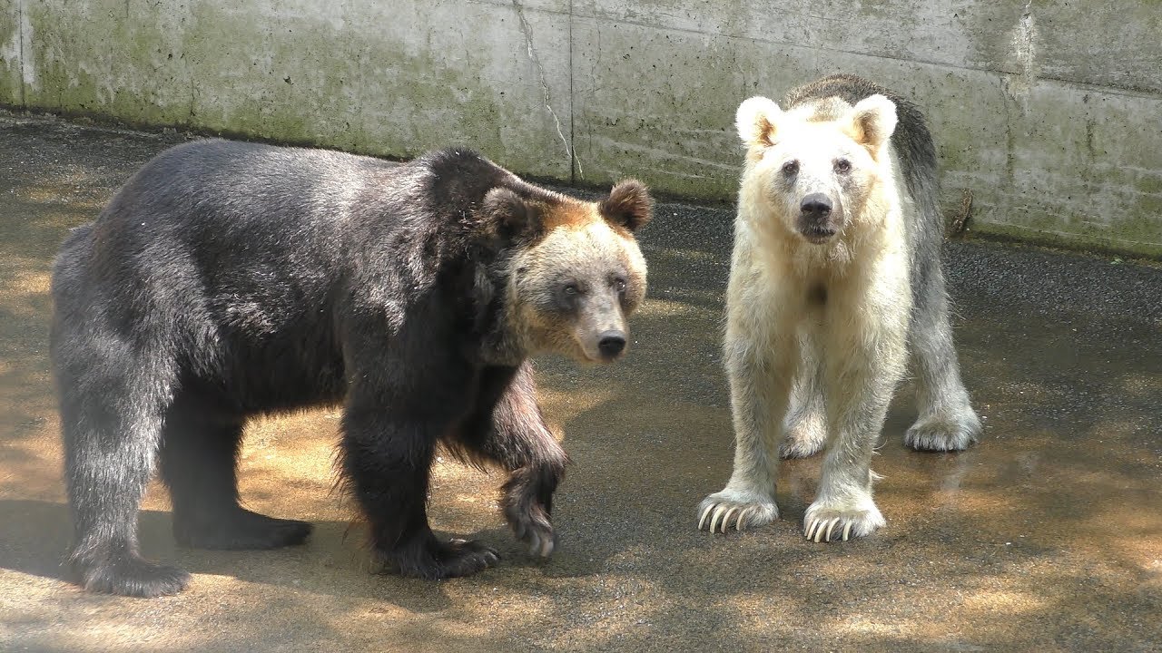 Three Brown bears (Ashino Children's Zoo, Aomori, Japan) August 7