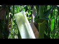 Keeping OP Corn Using Hand Pollination