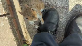 Befriending Squirrels