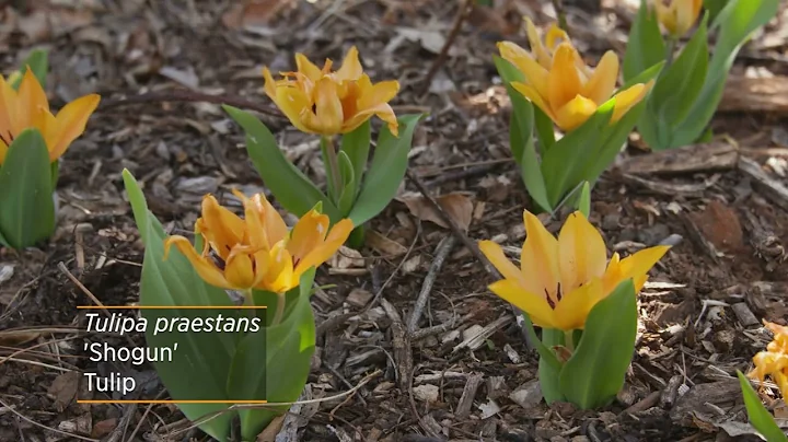 Species Tulips Varieties - DayDayNews